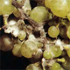 Alternaria