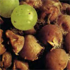 Rhizopus